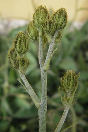 Hieracium prasiophaeum \ Lauchgrnliches Frhes Habichtskraut, S Botan. Gar.  Universit.  Uppsala 28.8.2010