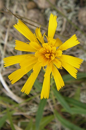 Hieracium umbellatum \ Doldiges Habichtskraut / Narrow-Leaved Hawkweed, S Halmstad 14.8.2010