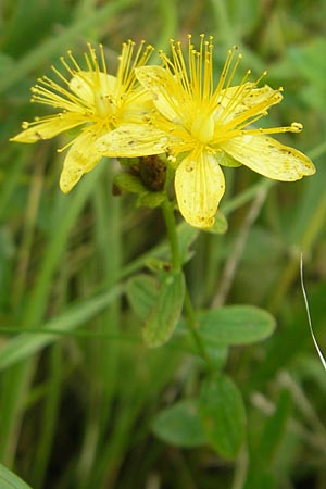 Hypericum montanum \ Berg-Johanniskraut / Pale St. John's-Wort, S Vänersborg 12.8.2010