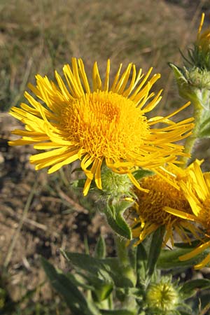 Pentanema britannicum \ Wiesen-Alant / Meadow Fleabane, Yellowhead, S Öland, Eketorp 8.8.2009