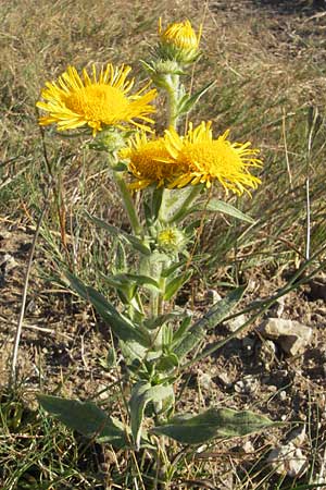 Pentanema britannicum \ Wiesen-Alant / Meadow Fleabane, Yellowhead, S Öland, Eketorp 8.8.2009