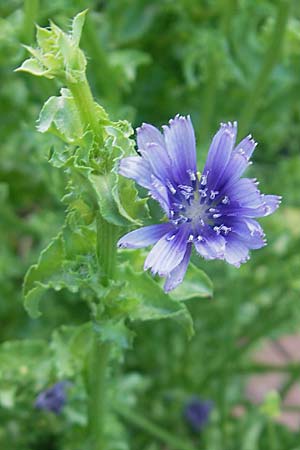 Cichorium endivia / Endive, Chicory, S Botan. Gar.  Universit.  Uppsala 28.8.2010