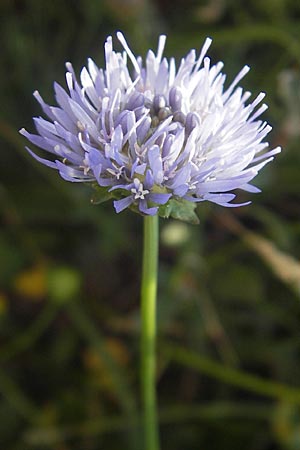 Jasione montana \ Berg-Sandglckchen, Schaf-Rapunzel, S Beddinge Strand 5.8.2009