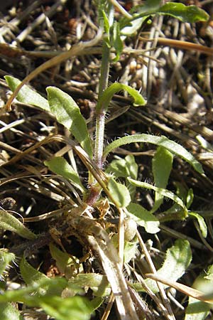 Jasione montana / Sheep's Bit, S Simrishamn, Brösarp 7.8.2009