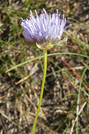 Jasione montana \ Berg-Sandglckchen, Schaf-Rapunzel, S Simrishamn, Brösarp 7.8.2009