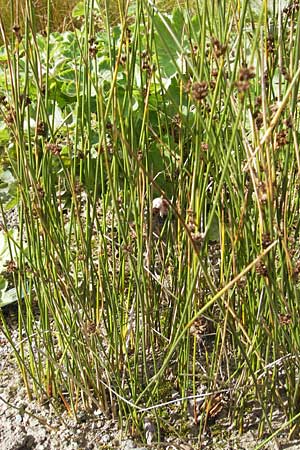 Juncus arcticus \ Arktische Binse, S Botan. Gar.  Universit.  Uppsala 28.8.2010