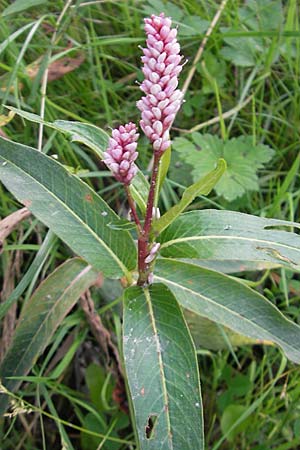 Persicaria amphibia / Water Knotweed, Willow Grass, S Västers Ängsö 29.8.2010