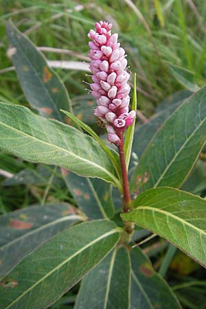 Persicaria amphibia \ Wasser-Knterich / Water Knotweed, Willow Grass, S Västers Ängsö 29.8.2010