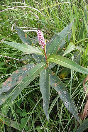 Persicaria amphibia \ Wasser-Knterich / Water Knotweed, Willow Grass, S Västers Ängsö 29.8.2010