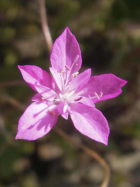 Knautia orientalis \ Orientalische Witwenblume / Oriental Knautia, S Botan. Gar.  Universit.  Uppsala 28.8.2010