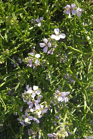 Cakile maritima \ Europischer Meersenf / Sea Rocket, S Beddinge Strand 5.8.2009