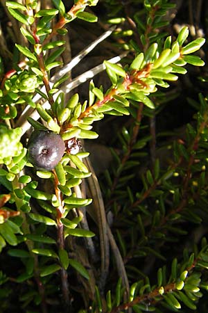 Empetrum nigrum \ Krhenbeere, Rauschbeere / Crow Berry, S Store Mosse 12.8.2009