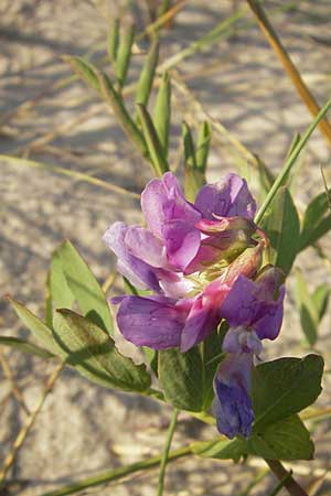 Lathyrus japonicus var. maritimus \ Strand-Platterbse / Sea Pea, S Ystad 5.8.2009