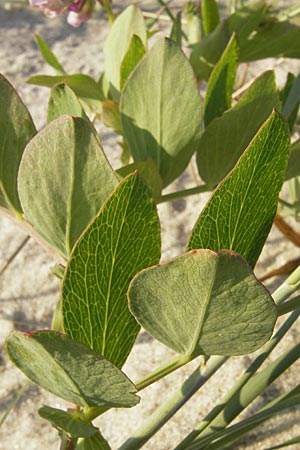 Lathyrus japonicus var. maritimus \ Strand-Platterbse / Sea Pea, S Ystad 5.8.2009