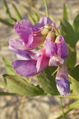 Lathyrus japonicus var. maritimus \ Strand-Platterbse / Sea Pea, S Ystad 5.8.2009