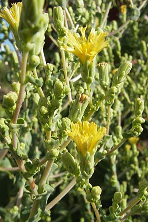 Lactuca sativa \ Kopfsalat, S Botan. Gar.  Universit.  Uppsala 28.8.2010