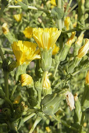 Lactuca sativa \ Kopfsalat, S Botan. Gar.  Universit.  Uppsala 28.8.2010