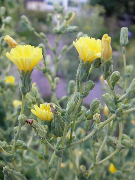 Lactuca sativa \ Kopfsalat, S Botan. Gar.  Universit.  Uppsala 28.8.2010