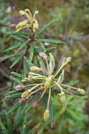 Rhododendron tomentosum \ Sumpf-Porst, S Norra Kvill 11.8.2009