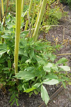 Levisticum officinale \ Liebstckel, Maggikraut, S Botan. Gar.  Universit.  Uppsala 28.8.2010