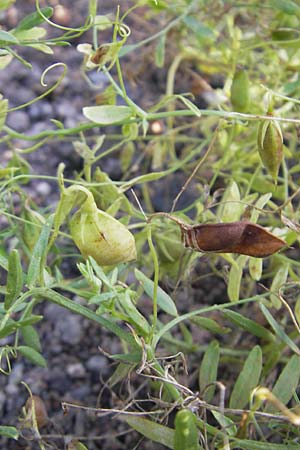 Vicia lens / Lentil, S Botan. Gar.  Universit.  Uppsala 28.8.2010