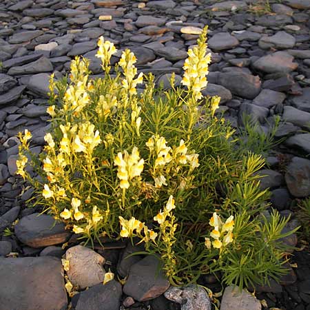 Linaria vulgaris \ Gewhnliches Leinkraut / Common Toadflax, S Öland, Ottenby 8.8.2009