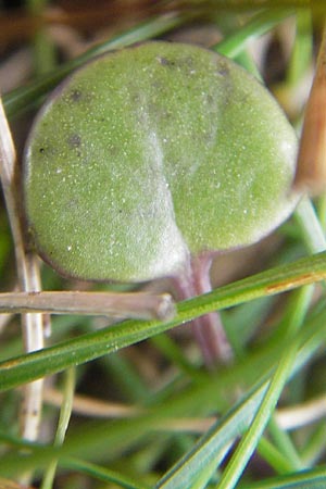 Cochlearia officinalis / Common Scurvy-Grass, S Torekov 3.8.2010