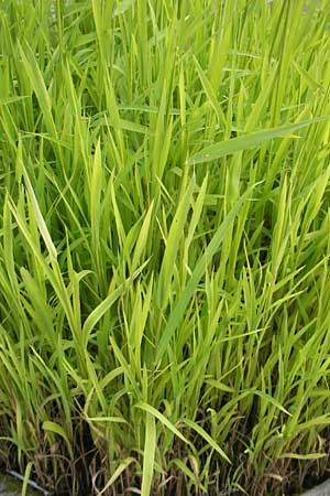 Leersia oryzoides / Rice Cutgrass, S Botan. Gar.  Universit.  Uppsala 28.8.2010