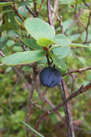 Vaccinium uliginosum / Bog Bilberry, S Norra Kvill 11.8.2009