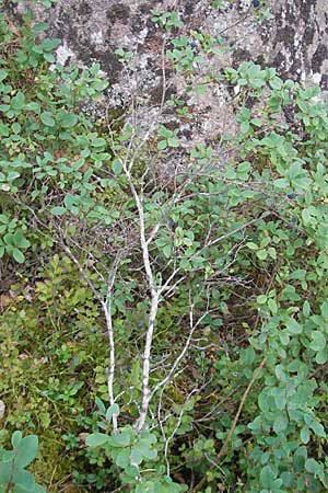 Vaccinium uliginosum \ Gewhnliche Moorbeere / Bog Bilberry, S Norra Kvill 11.8.2009