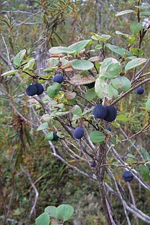 Vaccinium uliginosum \ Gewhnliche Moorbeere, S Norra Kvill 11.8.2009