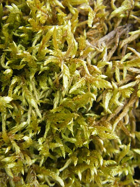 Pleurozium schreberi \ Rotstngel-Moos / Schreber's Feathermoss, S Smland, Grönsen 10.8.2009