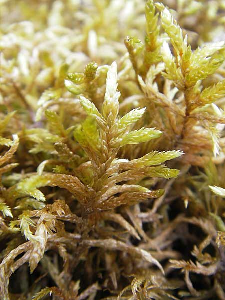 Pleurozium schreberi \ Rotstngel-Moos / Schreber's Feathermoss, S Smland, Grönsen 10.8.2009