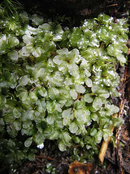 Rhizomnium punctatum \ Rhizoidfilziges Sternmoos / Rhizomnium Moss, S Skurugata 12.8.2009