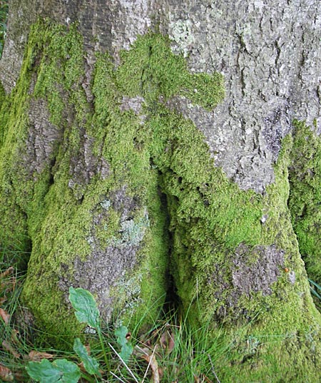 Hypnum cupressiforme \ Zypressen-Schlafmoos / Cypress-Leaved Plait Moss, S Kullaberg 14.8.2009