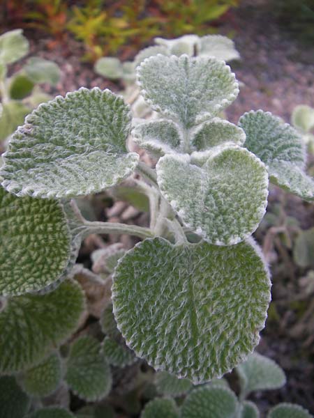 Marrubium supinum \ Spanischer Andorn / Hairy Horehound, S Botan. Gar.  Universit.  Uppsala 28.8.2010