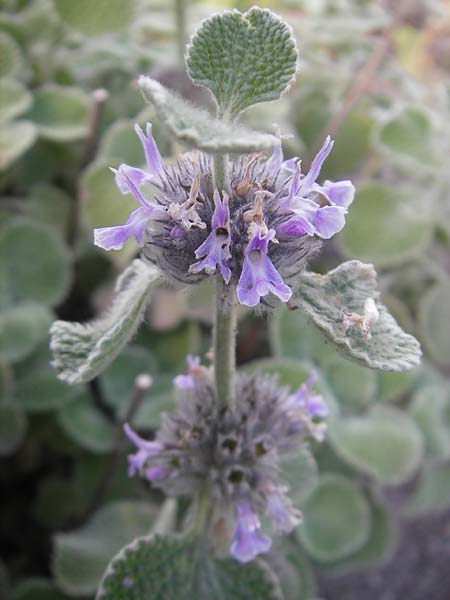 Marrubium supinum \ Spanischer Andorn / Hairy Horehound, S Botan. Gar.  Universit.  Uppsala 28.8.2010