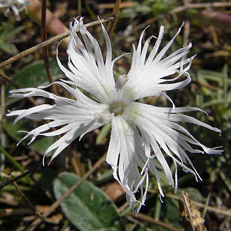 Dianthus arenarius \ Sand-Nelke / Stone Pink, S Simrishamn, Haväng 7.8.2009