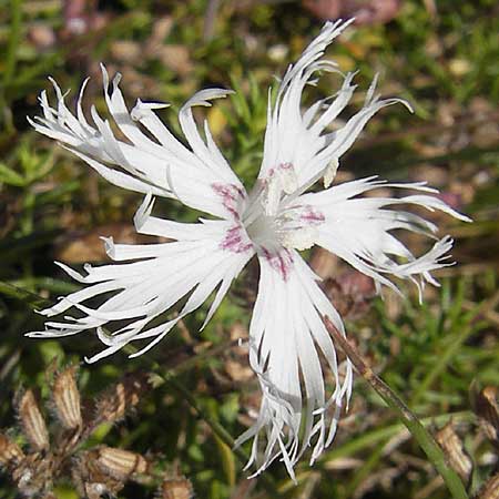 Dianthus arenarius \ Sand-Nelke / Stone Pink, S Simrishamn, Haväng 7.8.2009