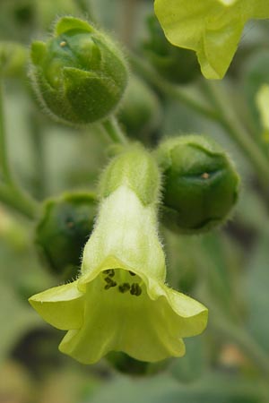 Nicotiana rustica \ Bauern-Tabak / Wild Tobacco, S Helsingborg 2.8.2010