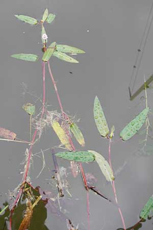 Persicaria amphibia \ Wasser-Knterich / Water Knotweed, Willow Grass, S Lidköping 13.8.2010