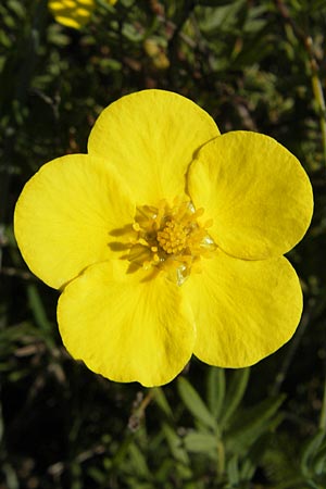 Potentilla fruticosa \ Strauch-Fingerkraut / Shrubby Cinquefoil, S Öland, Stora Alvaret, Möckel Mossen 8.8.2009