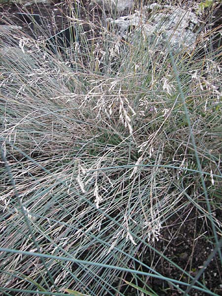 Poa glauca \ Blau-Rispengras / Glaucous Blue Grass, S Västers 27.8.2010