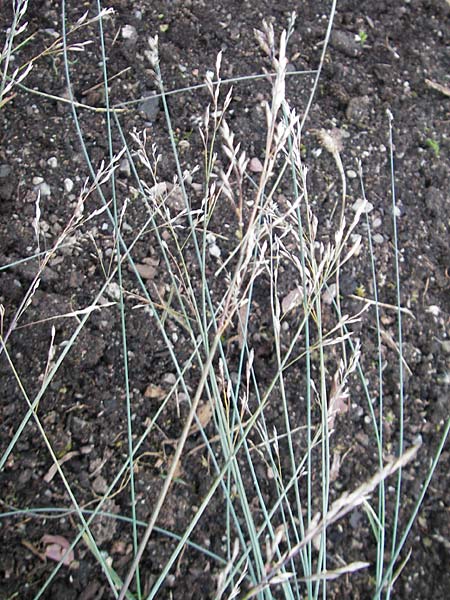 Poa glauca \ Blau-Rispengras / Glaucous Blue Grass, S Västers 27.8.2010