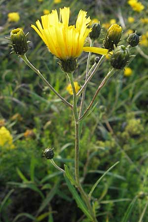 Hieracium umbellatum \ Doldiges Habichtskraut / Narrow-Leaved Hawkweed, S Ystad 6.8.2009