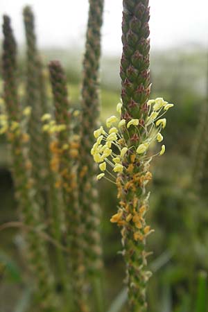 Plantago maritima \ Strand-Wegerich / Sea Plantain, S Orust 7.8.2010