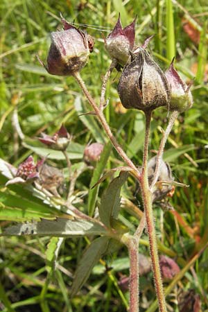 Potentilla palustris / Marsh Cinquefoil, S Vänersborg 12.8.2010