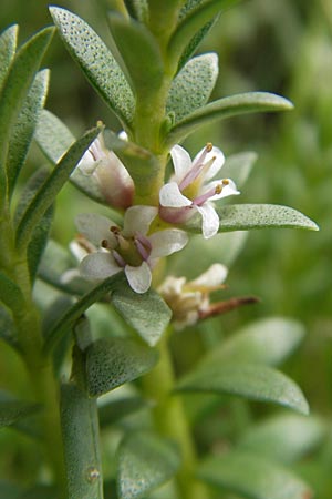 Lysimachia maritima \ Strand-Milchkraut, S Torekov 3.8.2010