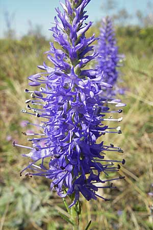 Veronica spicata \ hriger Blauweiderich, hriger Ehrenpreis / Spiked Speedwell, S Öland, Stora Alvaret 8.8.2009