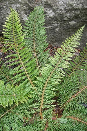 Polystichum setiferum \ Borstiger Schildfarn / Soft Shield Fern, S Botan. Gar.  Universit.  Uppsala 28.8.2010